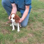 Cavalier king charles pups, Dieren en Toebehoren, België, 8 tot 15 weken, Meerdere, Fokker | Professioneel