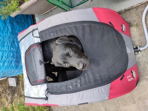 Fietskar voor honden tot 45kg, Dieren en Toebehoren, Honden-accessoires, Gebruikt, Ophalen