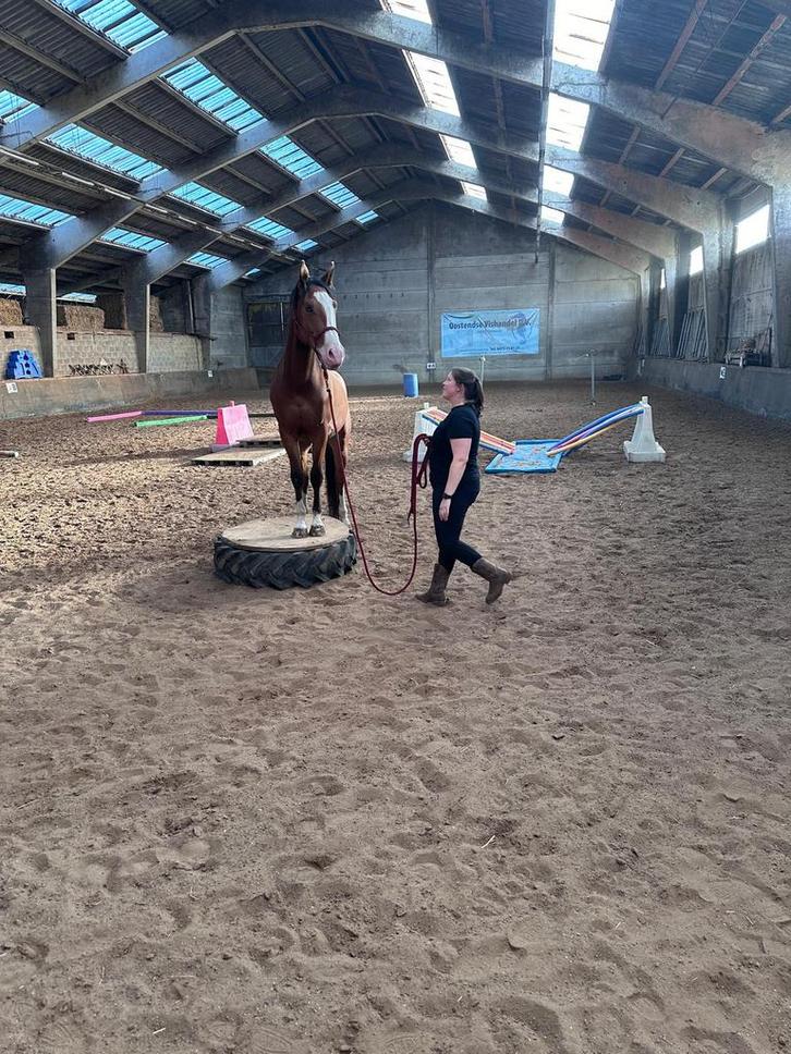 Training + lessen aangeboden, Dieren en Toebehoren, Paarden, Zadelmak