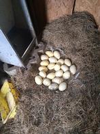 Koppel nandoe, Dieren en Toebehoren, Overige soorten