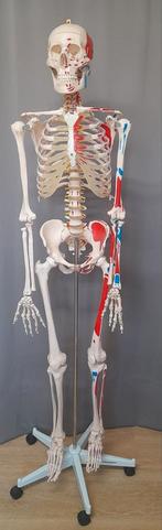 Anatomisch skeletmodel met spieren aangeduid, Diversen, Ophalen, Zo goed als nieuw