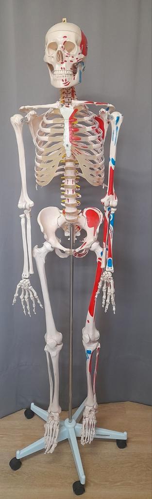 Anatomisch skeletmodel met spieren aangeduid, Diversen, Schoolbenodigdheden, Zo goed als nieuw, Ophalen