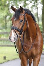 Lease paard gezocht op verplaatsing, Animaux & Accessoires, Chevaux