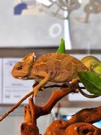 jemen kameleon vrouwen, Dieren en Toebehoren, Reptielen en Amfibieën, Hagedis, 0 tot 2 jaar