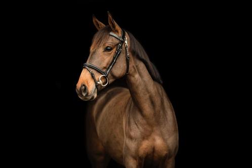 Super brave merrie te koop, Dieren en Toebehoren, Paarden, Merrie, Minder dan 160 cm, 7 tot 10 jaar