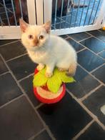Kitten poes britse korthaar, Dieren en Toebehoren, Katten en Kittens | Raskatten | Korthaar, Poes, Gechipt
