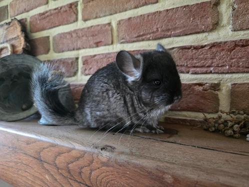 Chinchilla vrouwtje, Animaux & Accessoires, Rongeurs, Chinchilla