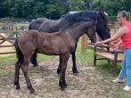 Hulp / verzorgen / borstelen / stal mesten, Dieren en Toebehoren, Paarden