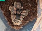Petite Brachypelma Bohemi, Dieren en Toebehoren, Ophalen