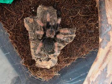 Petite Brachypelma Bohemi beschikbaar voor biedingen