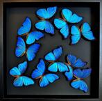 Splendide envol de 10 papillons Morpho Didius du Pérou 50x50, Enlèvement ou Envoi, Neuf, Insecte, Animal empaillé