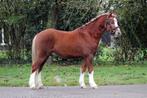 3,5 jarige welsh a ruin 1.22m, Dieren en Toebehoren, Pony's, Ruin, 3 tot 6 jaar, B pony (1.17m tot 1.27m), Onbeleerd