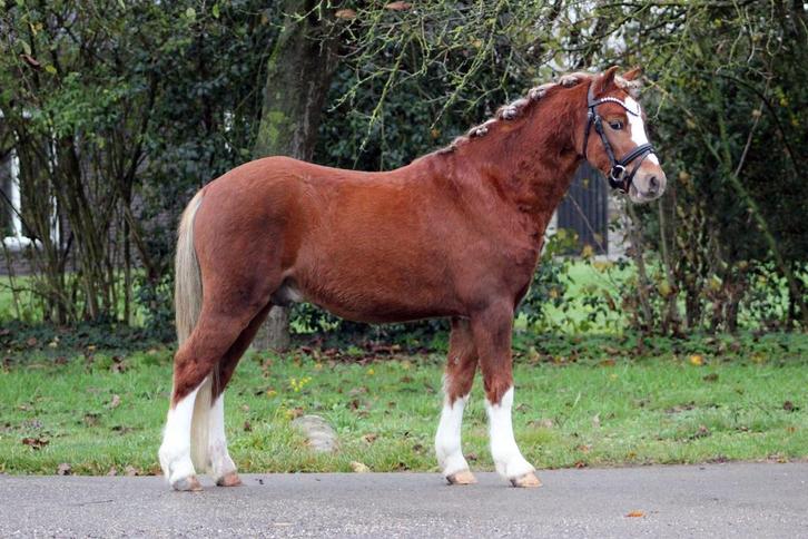 3,5 jarige welsh a ruin 1.22m, Dieren en Toebehoren, Pony's, Ruin, Onbeleerd, B pony (1.17m tot 1.27m), Tuigpony, 3 tot 6 jaar