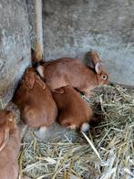 Konijnen vaal van Bourgondië, Dieren en Toebehoren, Konijnen