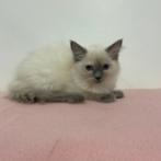 Ragdoll kittens te koop - Vol charme en rust, Meerdere dieren, Gechipt, 0 tot 2 jaar