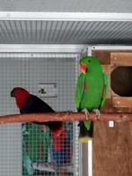 papegaai, Perroquet, Bagué