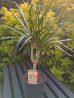 Mooie Dracaena Magenta, Ophalen
