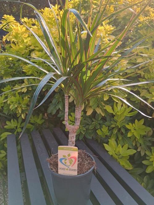 Mooie Dracaena Magenta, Huis en Inrichting, Kamerplanten, Ophalen