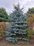 Zilverspar, Tuin en Terras, Ophalen