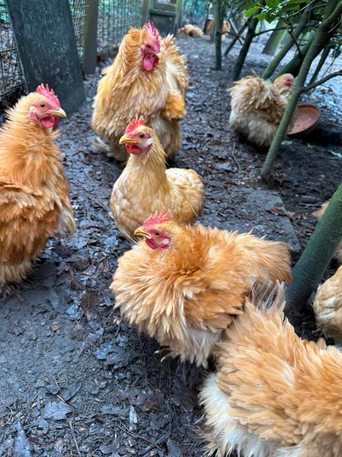 koppel kippen kleine soort, Dieren en Toebehoren, Pluimvee