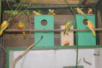 TURQUIOSINE, Dieren en Toebehoren, Meerdere dieren, Parkiet