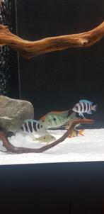 Aquarium a vendre avec tout son contenus, Dieren en Toebehoren, Vermiste en Gevonden Dieren