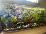 250 liter aqualantis te koop + thermo filter, UV, CO2,…, Dieren en Toebehoren, Vissen | Aquaria en Toebehoren, Ophalen, Zo goed als nieuw