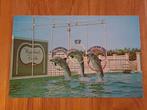 Carte postale Marineland Floride USA, Collections, Cartes postales | Animaux, Enlèvement ou Envoi, 1980 à nos jours, Non affranchie