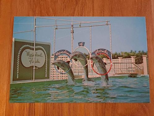 Carte postale Marineland Floride USA, Collections, Cartes postales | Animaux, Non affranchie, 1980 à nos jours, Animal aquatique