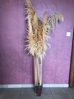 Set gedroogde pampa's + glazen vaas, Ophalen, Nieuw, Binnen