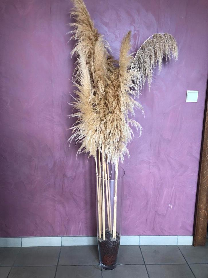 Set gedroogde pampa's + glazen vaas, Huis en Inrichting, Woonaccessoires | Kunstplanten en Kunstbloemen, Nieuw, Binnen, Ophalen