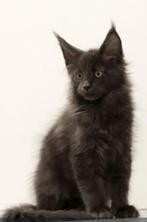 Maine Coon kittens, Meerdere dieren, Gechipt, 0 tot 2 jaar