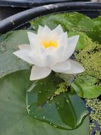 Waterlelie "Siam Jasmine", Tuin en Terras, Planten | Tuinplanten, Ophalen of Verzenden