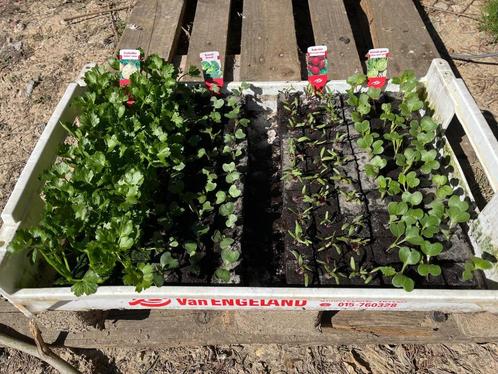 Plantjes voor moestuin, Tuin en Terras, Planten | Tuinplanten, Eenjarig, Groenteplanten, Volle zon, Bloeit niet, Ophalen