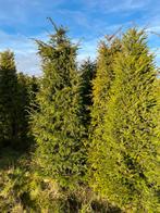 Taxus baccata 250/-, Tuin en Terras, Ophalen