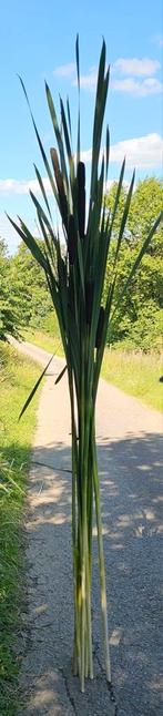 NATUURLIJKE RIETSTENGELS XXL, Ophalen of Verzenden, Nieuw