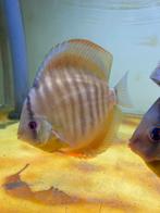 Bruine discus, Vis, Zoetwatervis, Schoolvis
