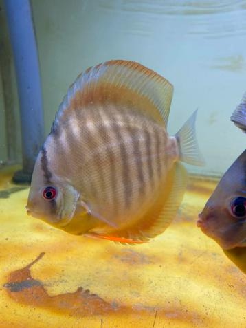 Bruine discus beschikbaar voor biedingen