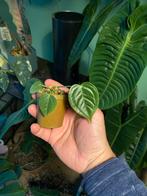 Anthurium veitchii (baby), Huis en Inrichting, Kamerplanten, Ophalen