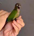 EAM: jonge mannelijke Molina's parkiet (Pyrrhura), Dieren en Toebehoren, Mannelijk, Papegaai, Geringd