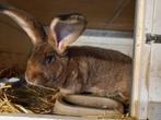 Vlaamse reus haaskleur, Dieren en Toebehoren, Konijnen, Mannelijk, Groot, 0 tot 2 jaar