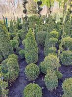 allerlei mooi geschoren buxus v a 3€, Tuin en Terras, Ophalen, Buxus