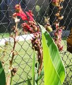 Canna Tuerckheimii, Tuin en Terras, Planten | Tuinplanten, Volle zon, Vaste plant, Zomer, Ophalen