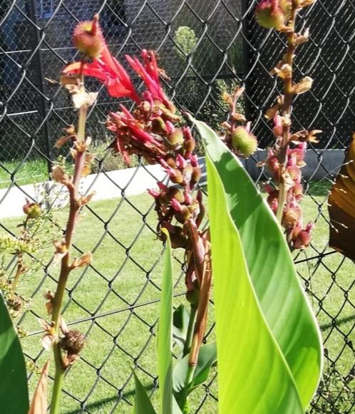 Canna Tuerckheimii, Tuin en Terras, Planten | Tuinplanten, Vaste plant, Overige soorten, Volle zon, Zomer, Ophalen