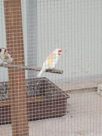 Briunpastel pop van 24, Dieren en Toebehoren