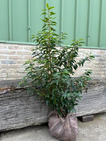 Prunus lusitanica kluit 100/120cm beschikbaar voor biedingen