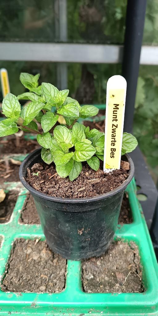 28 soorten munt met verschillende geur en smaak, Tuin en Terras, Planten | Tuinplanten, Vaste plant, Kruiden, Halfschaduw, Zomer
