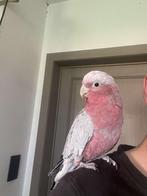 Super handtamme rose kaketoe, Dieren en Toebehoren, Vogels | Parkieten en Papegaaien, Tam