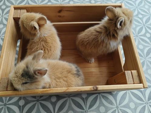 Mix kleurdwerg leeuwenkop 6 weken supertam, Dieren en Toebehoren, Knaagdieren