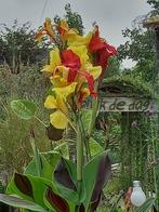 canna cleopatra in pot, Ophalen